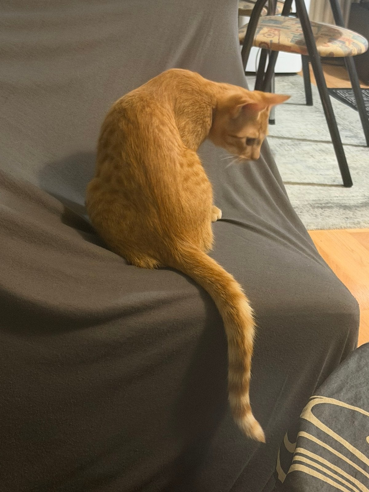Te koop, Immo