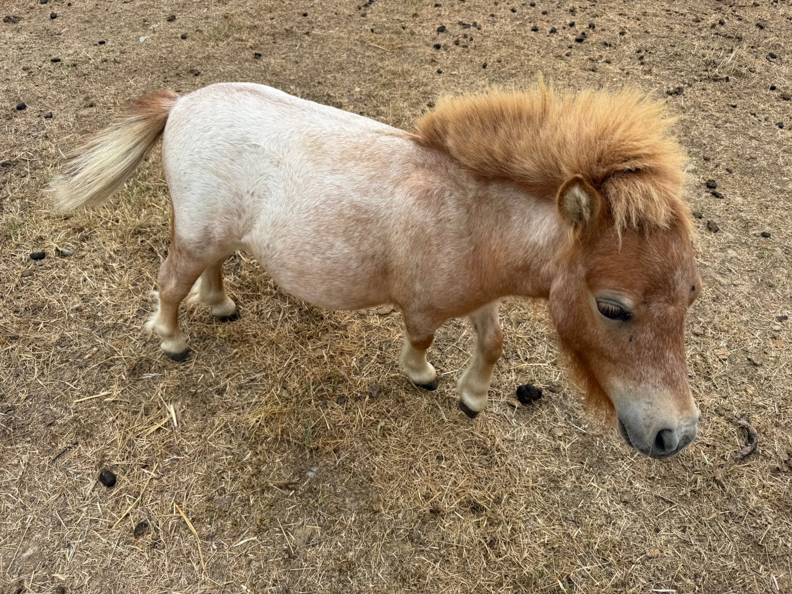 Mini shetlander hengst, Met stamboom, Niet van toepassing, 0 tot 2 jaar, Hengst
