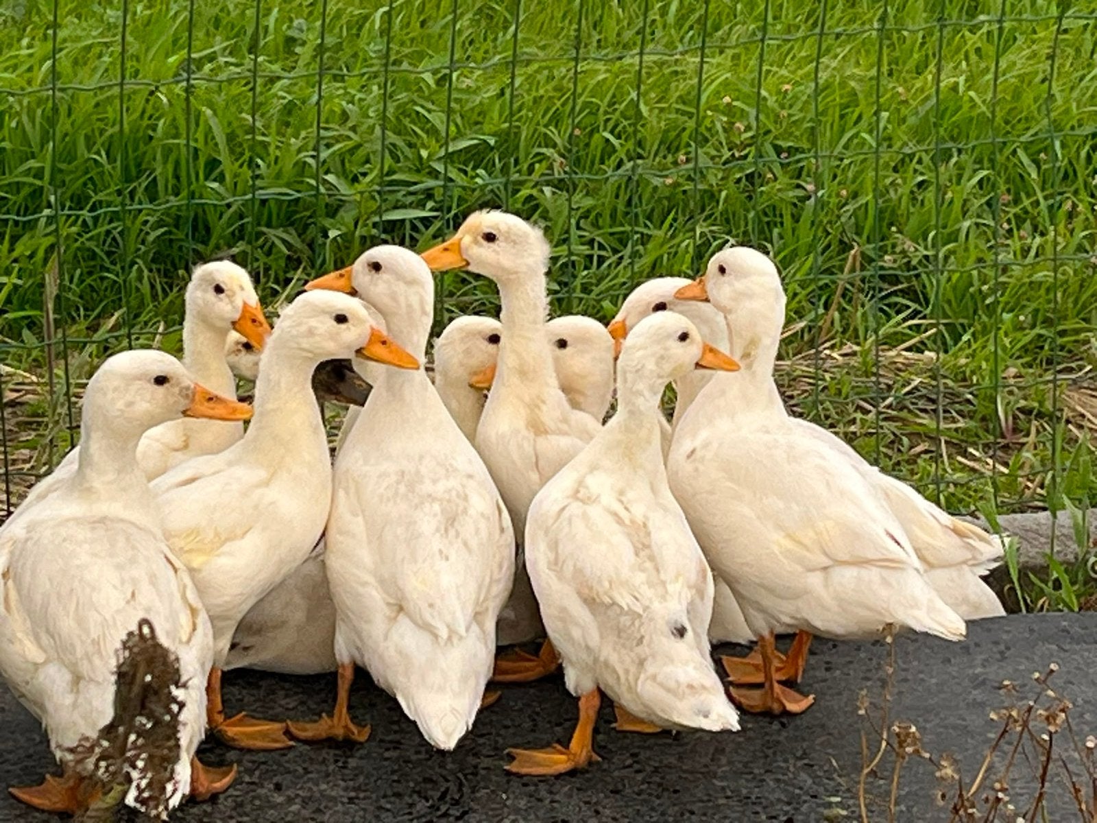 Witte eenden, Dieren en Toebehoren, Geslacht onbekend, Eend