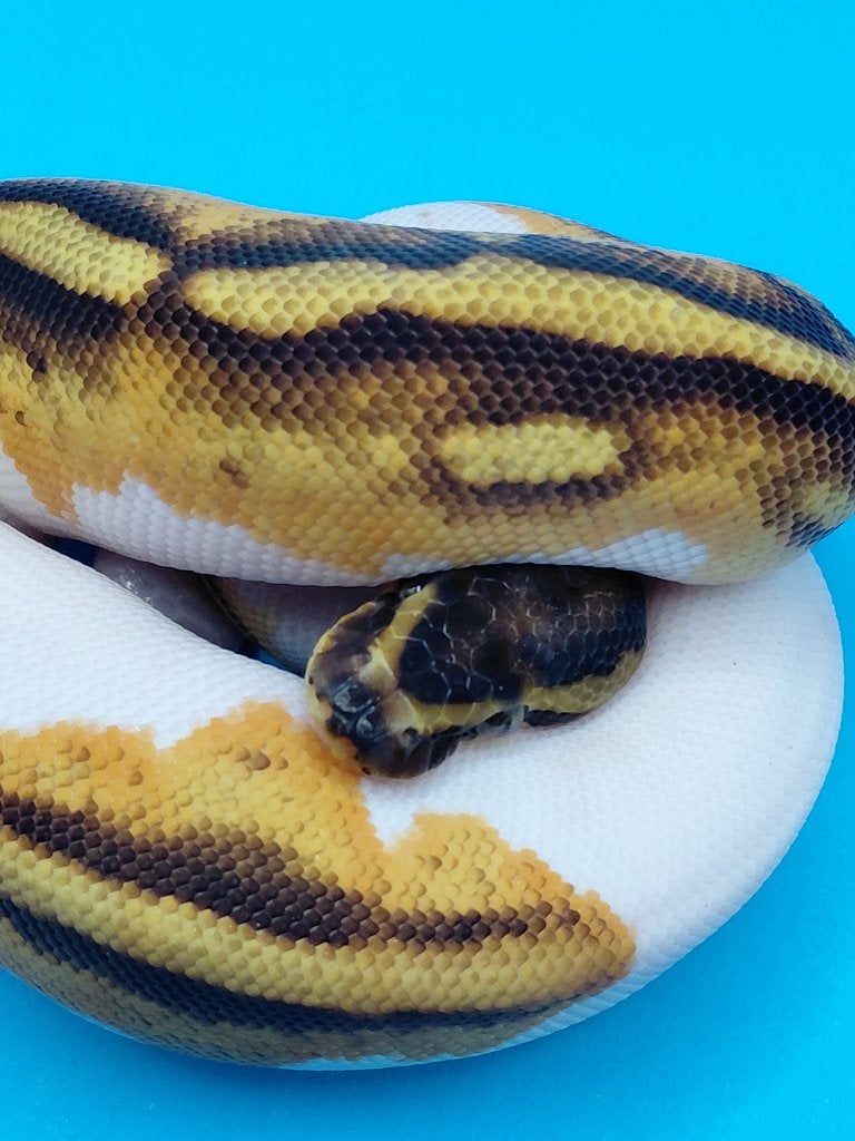 orange dream enchi yellow belly pied het desert ghost Ball Python photo 2