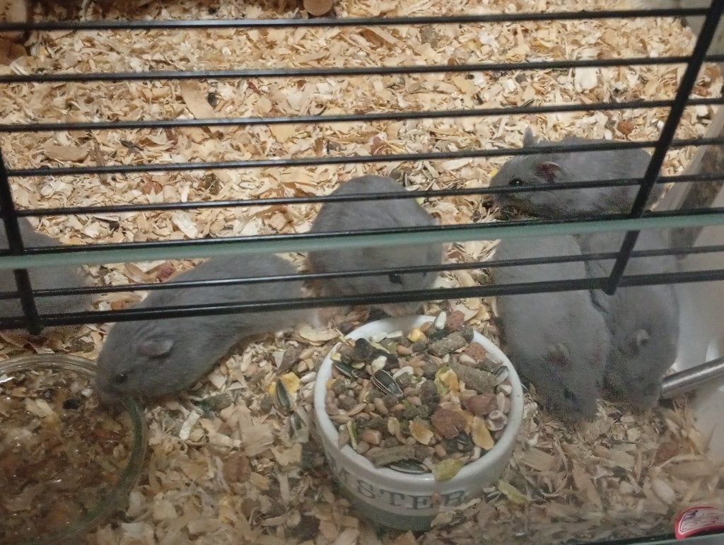 NESTJE VAN 7 TAL GRIJZE HAMSTERS, Dieren en Toebehoren, Hamster, Maart, Meerdere dieren, Tam