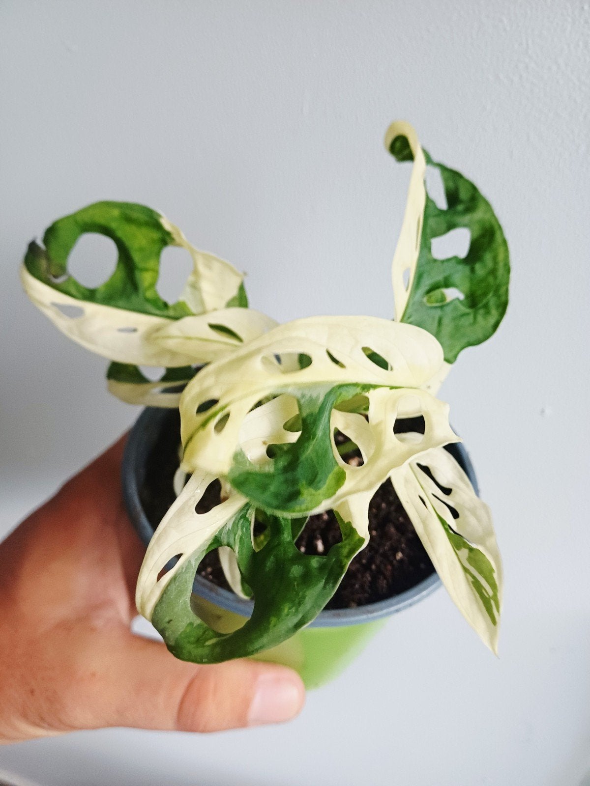 Monstera Adansonii var. Japanese tricolor, Autres espèces, En pot, Enlèvement ou Envoi, Moins de 100 cm