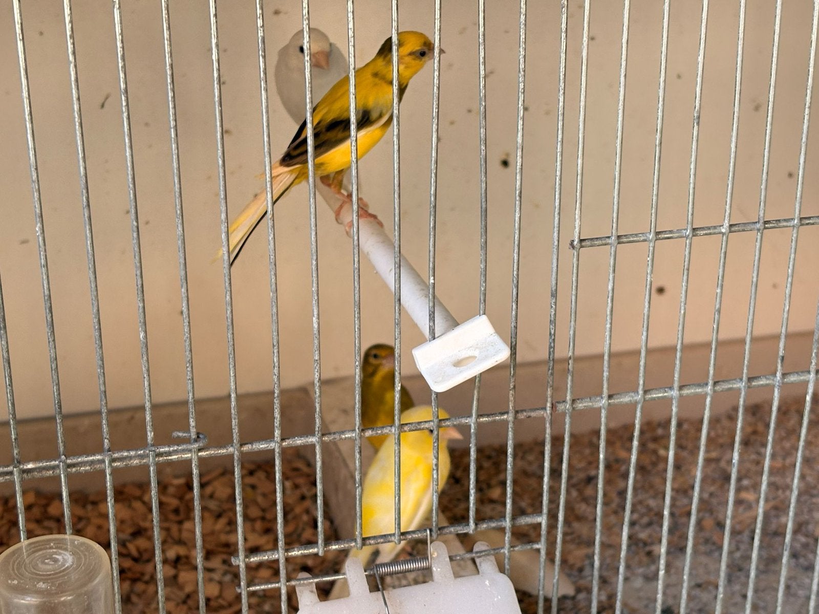 Kanaries, Dieren en Toebehoren, Vogels | Kanaries