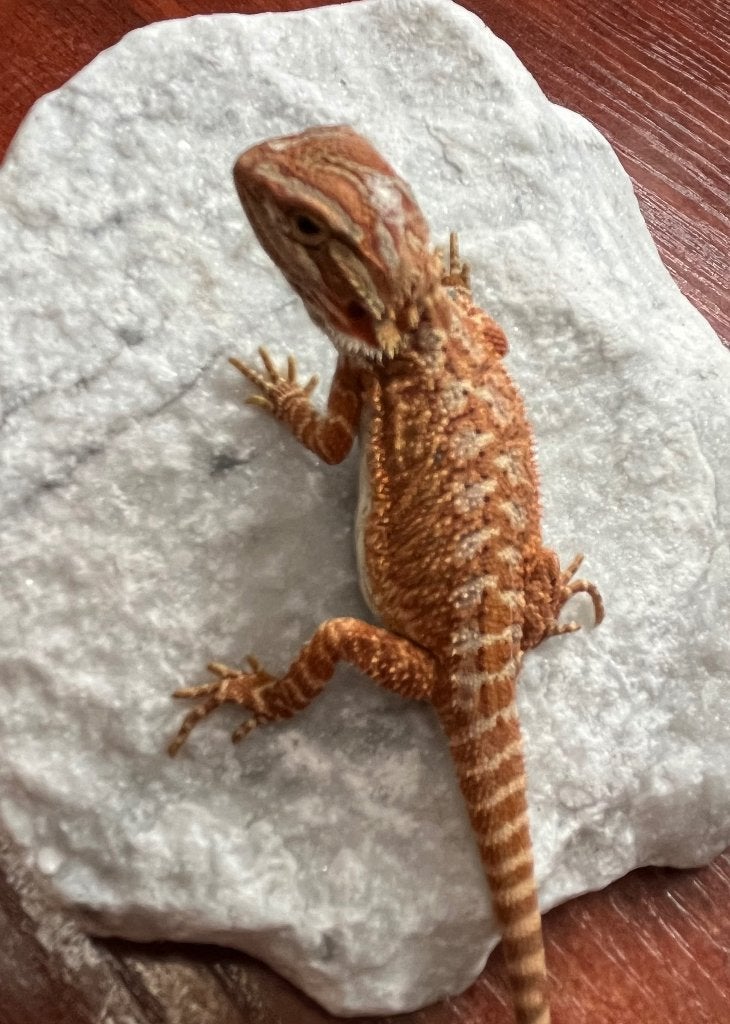 Bébé Pogona Dark red red monster het trans, Lézard, Domestique, 0 à 2 ans
