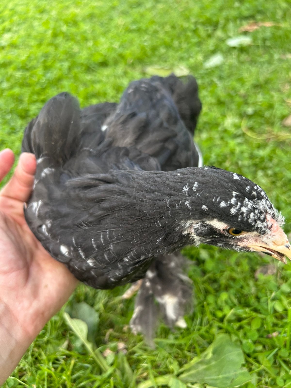 Poussins Brahma 6 ans, Plusieurs animaux, Poule ou poulet