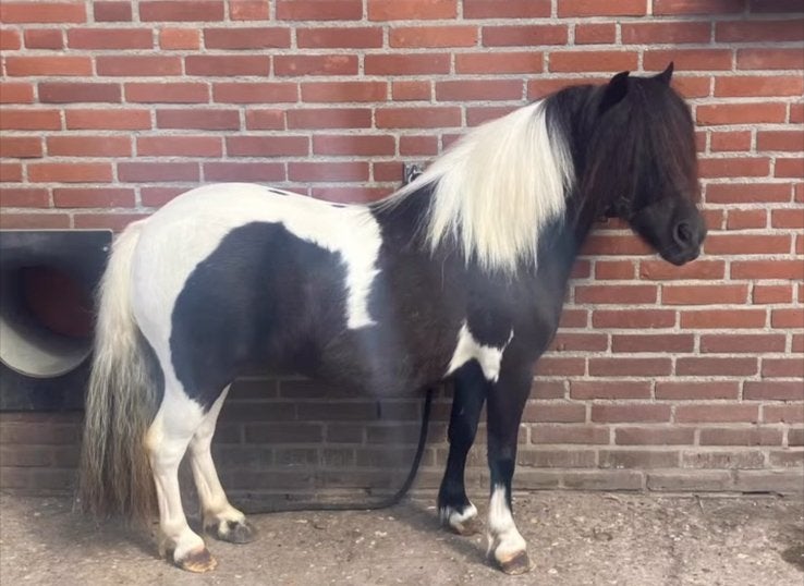 Shetlander merrie, Merrie