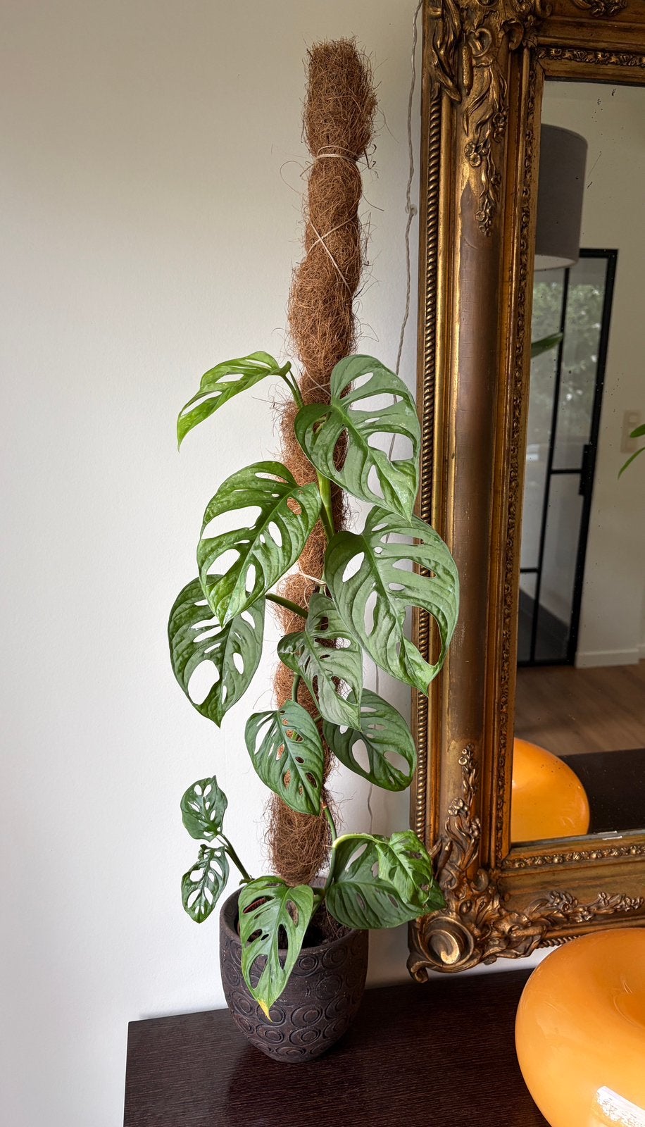 Monstera Adansonii, Monkey Leaf, echte plant + pot & stok, Maison & Meubles, Plantes d'intérieur, Autres espèces, Moins de 100 cm