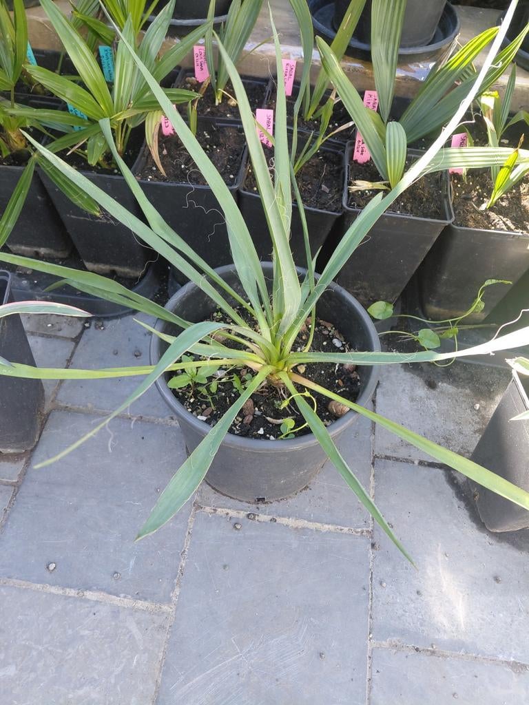 Yucca Filamentosa, Tuin en Terras, Planten | Tuinplanten, Ophalen
