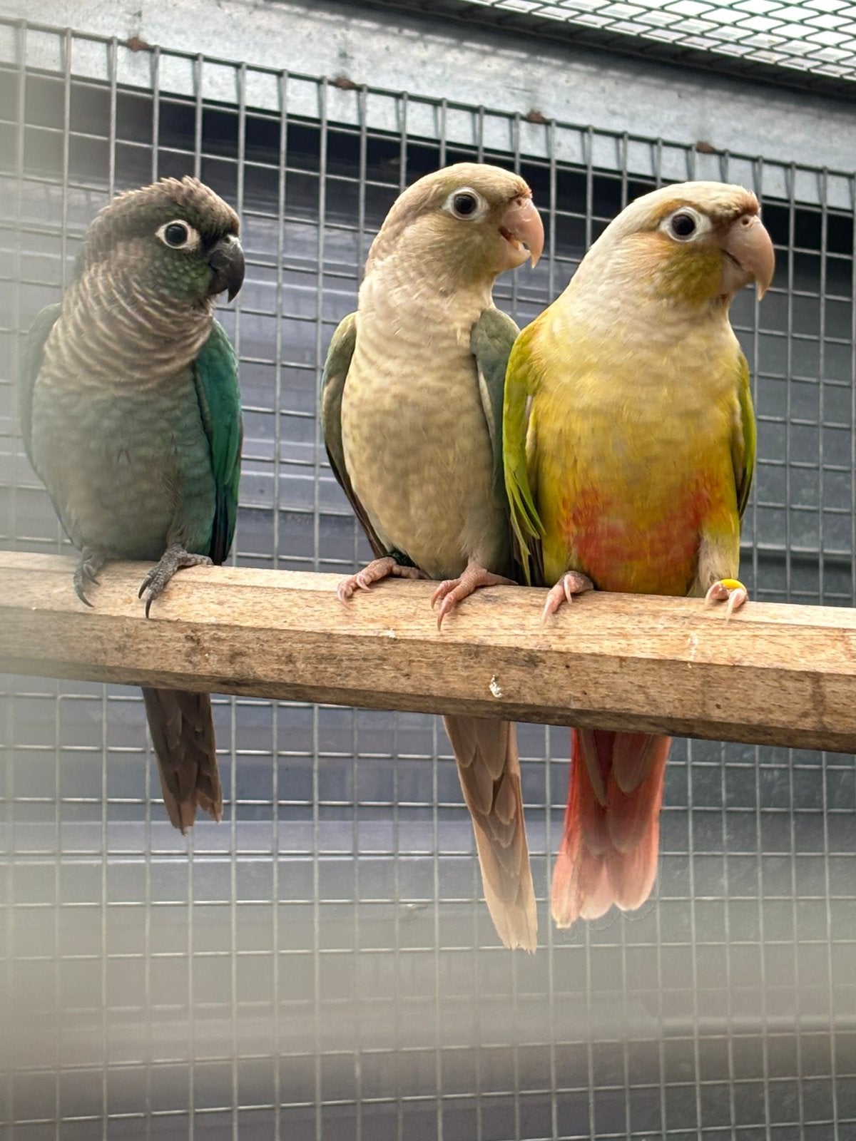 À vendre, Animaux & Accessoires, Femelle, Perruche
