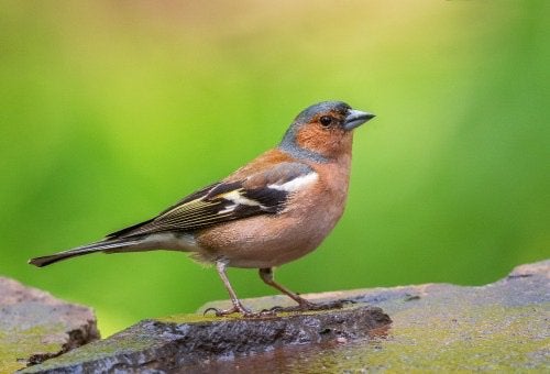 Botvink gezocht, Animaux & Accessoires, Oiseaux | Oiseaux Autre, Mâle, Oiseau chanteur sauvage, Bagué