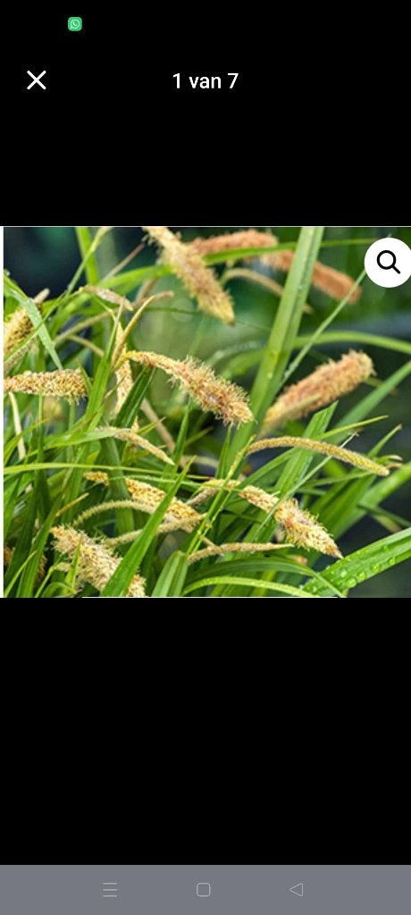 Siergras Carex Pendula, Enlèvement, Plante fixe, Graminées ornementales