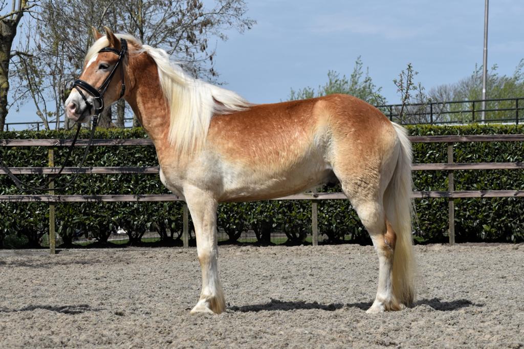Super lieve en fijn te rijden haflinger ruin, Dieren en Toebehoren, Met stamboom, B, Ruin, 3 tot 6 jaar