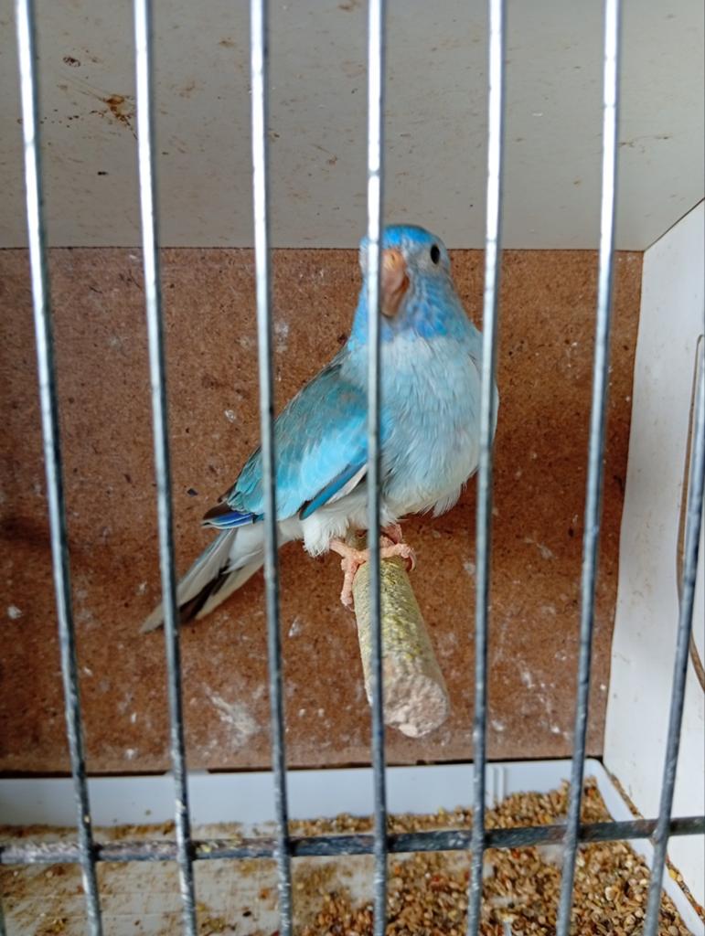 Kweekkoppel Splendid, Dieren en Toebehoren, Vogels | Parkieten en Papegaaien, Geringd