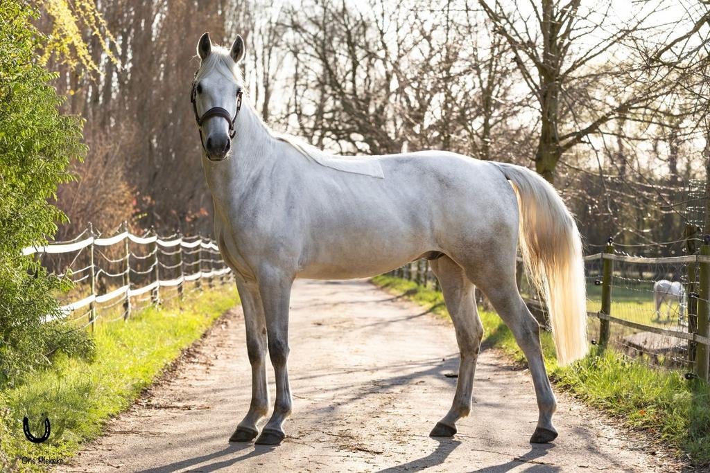 Super brave en chique D-sportpony, Dieren en Toebehoren, Pony's, Ruin, L