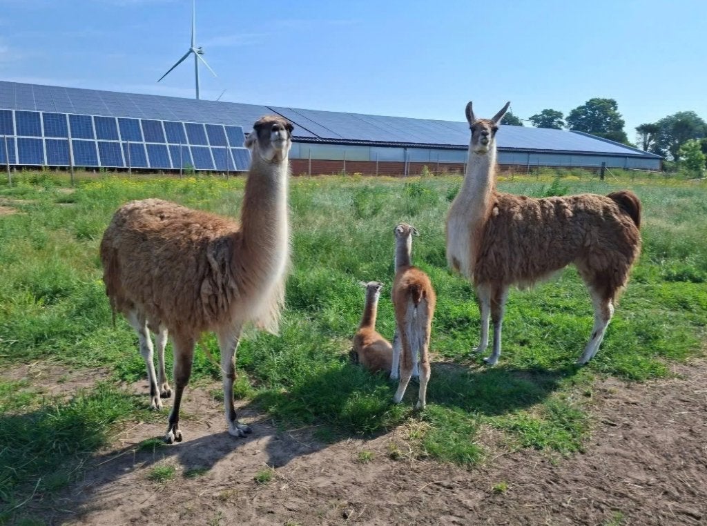 Lama Jonge hengst en Jonge merrie, Plusieurs animaux, 0 à 2 ans