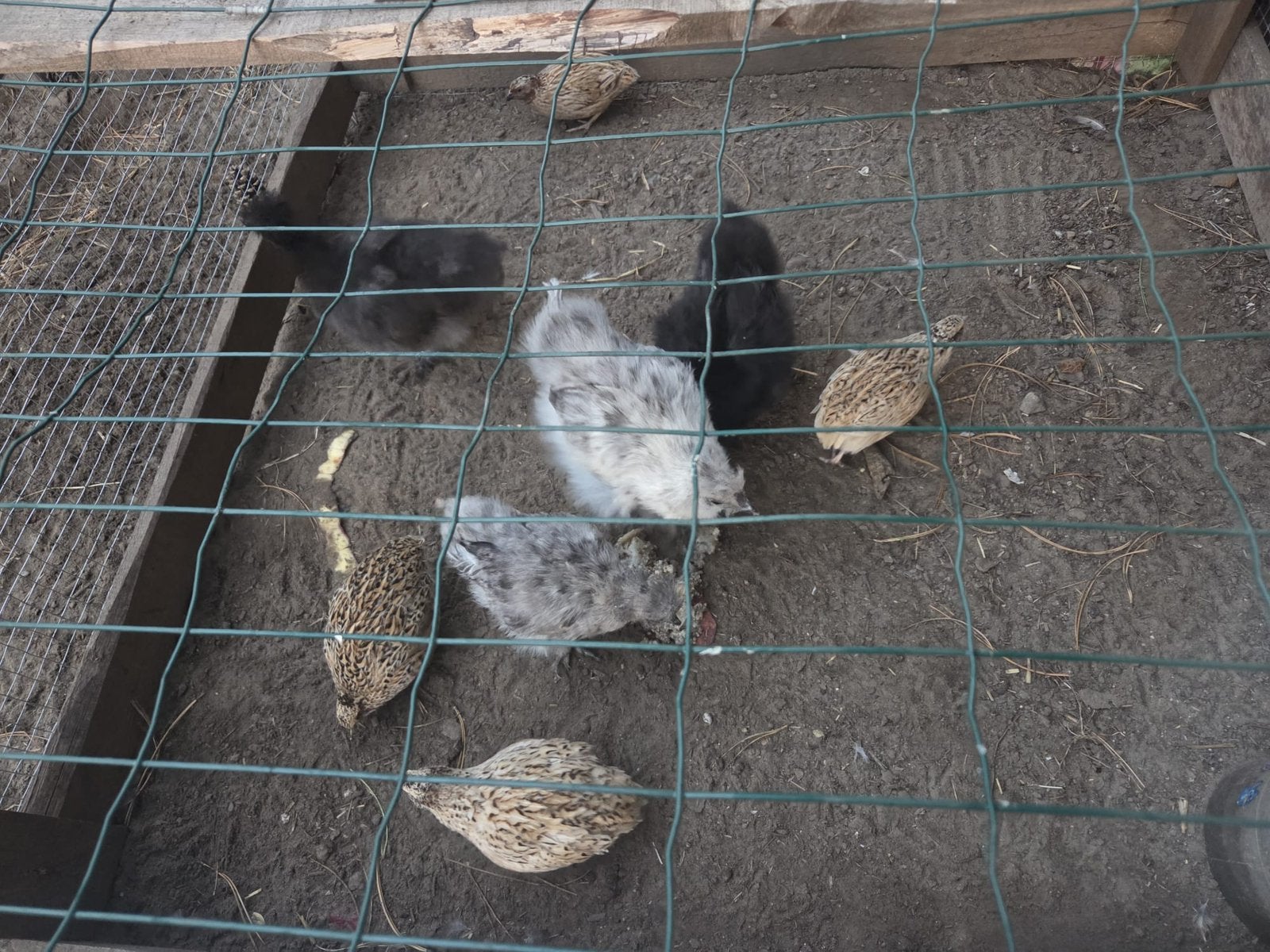Kwartel en en kuiken, Dieren en Toebehoren, Geslacht onbekend, Kip