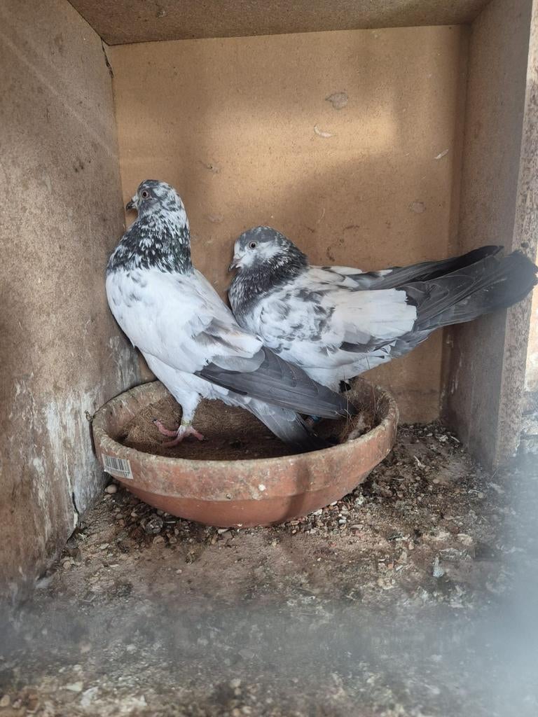 50€ kopel Pakistan hoogvlieger, Dieren en Toebehoren, Vogels | Duiven