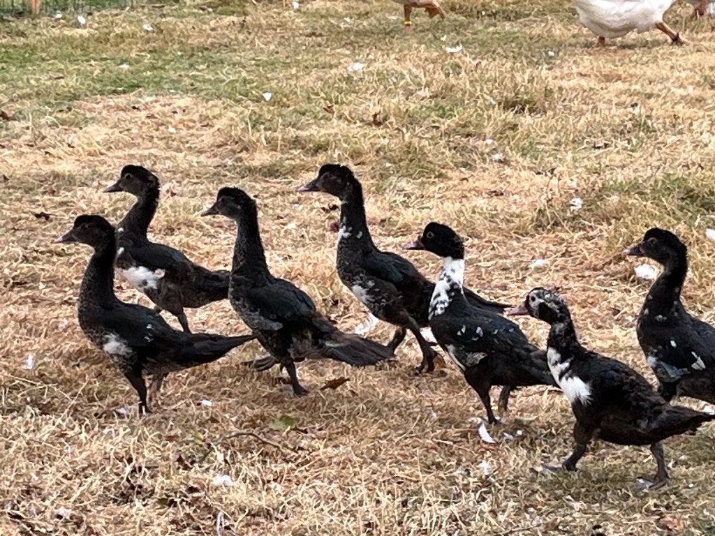 Barberie eenden, Plusieurs animaux, Canard