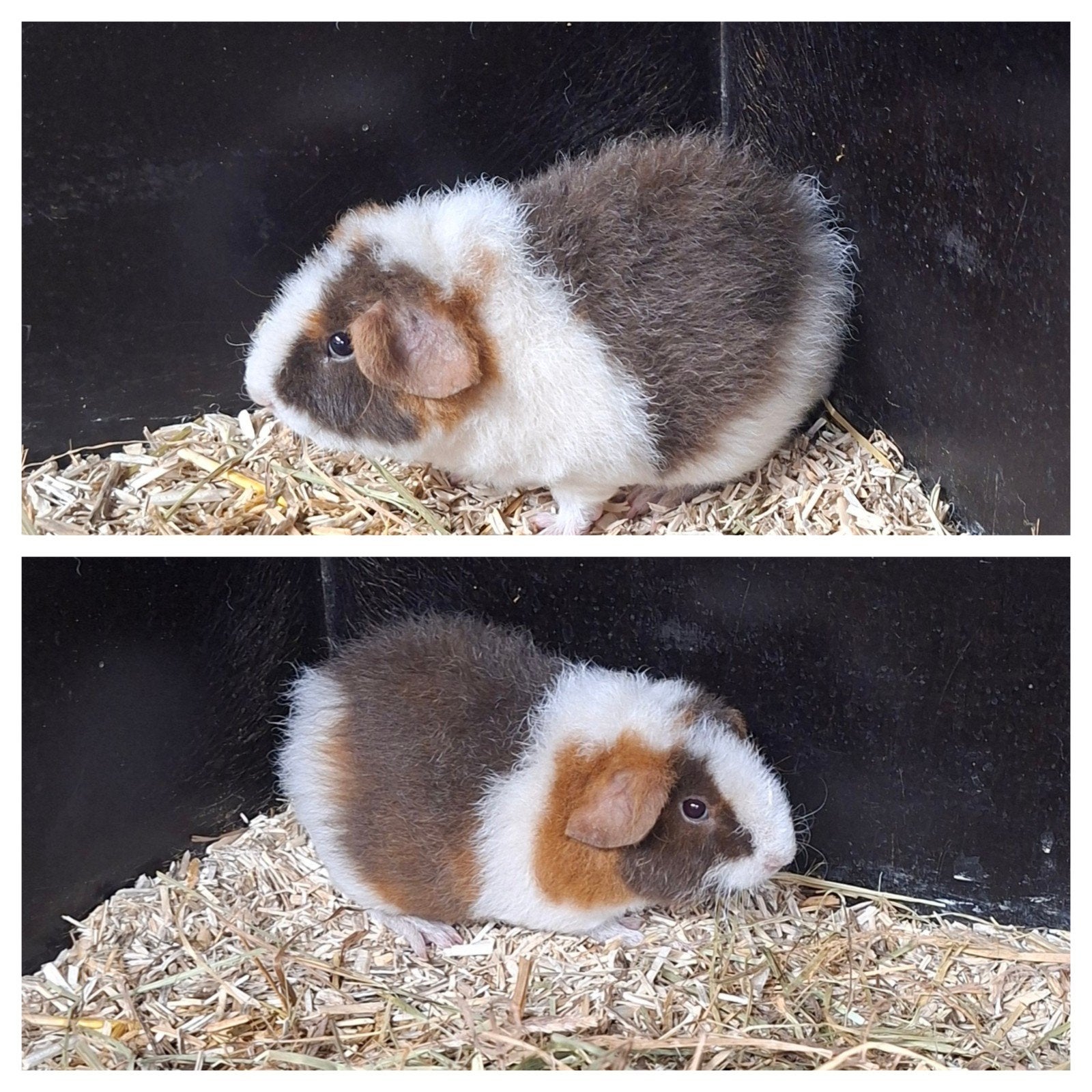 us teddy cavia, Dieren en Toebehoren, Juli, Cavia