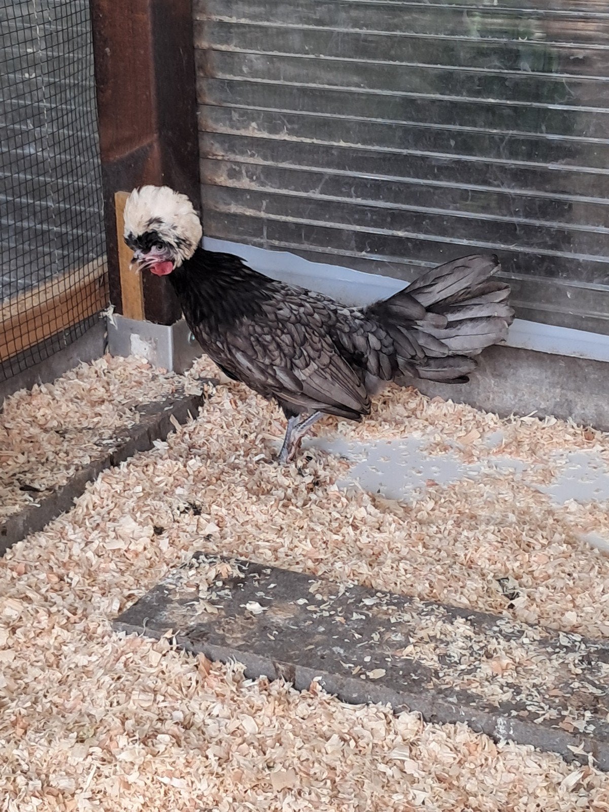 Hollandse kuifhoen kriel hen, Dieren en Toebehoren, Vrouwelijk, Kip