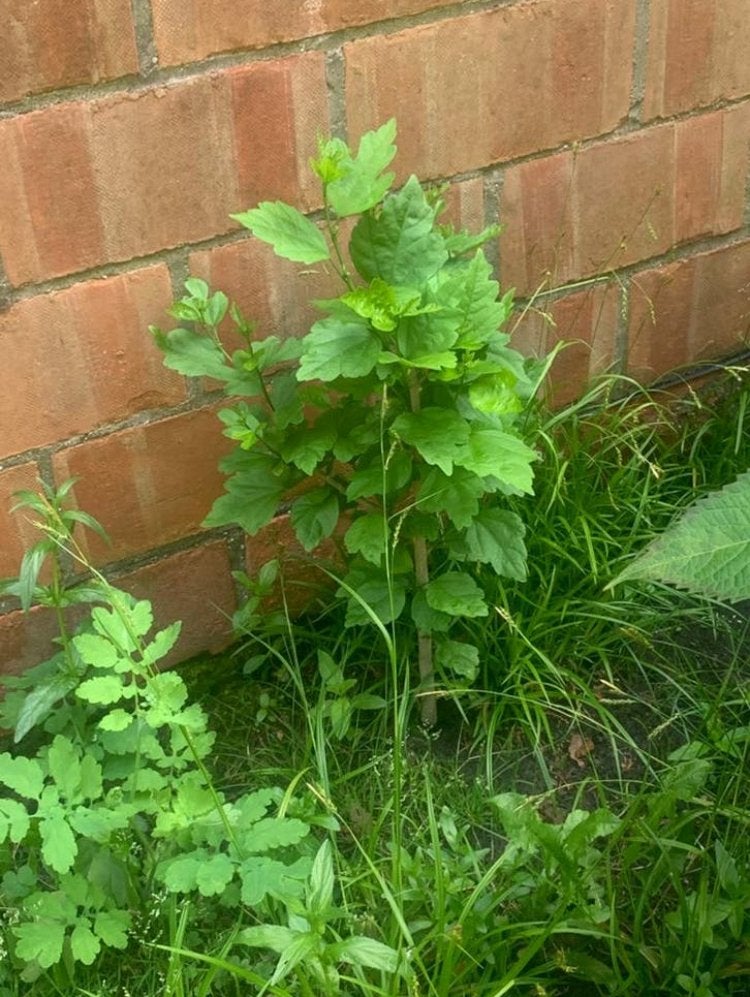 Hibiscus planten, Tuin en Terras, Planten | Struiken en Hagen, Ophalen