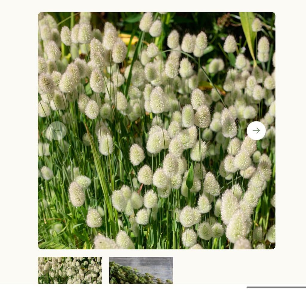 Siergras bunny tail, Tuin en Terras, Ophalen