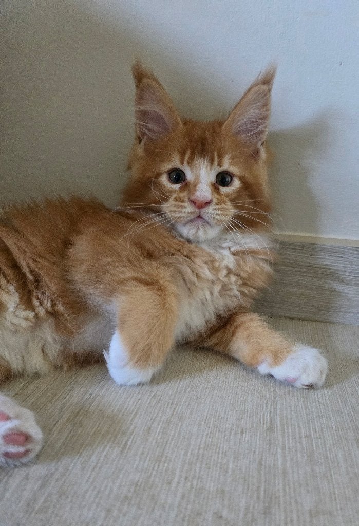 Maine Coon, Kater, Gechipt, 0 tot 2 jaar