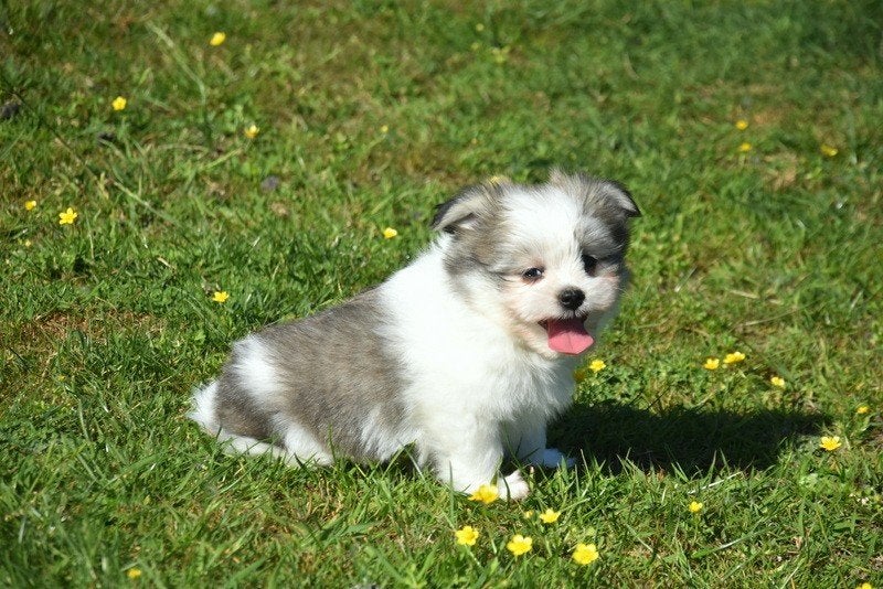 Prachtige Maltipom pupjes, Parvo, België, 8 tot 15 weken, Meerdere