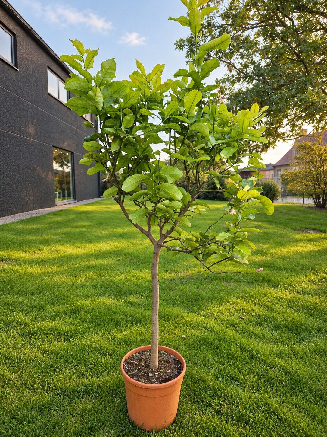 Citrus citroen 4 seizoenen, Tuin en Terras, Ophalen