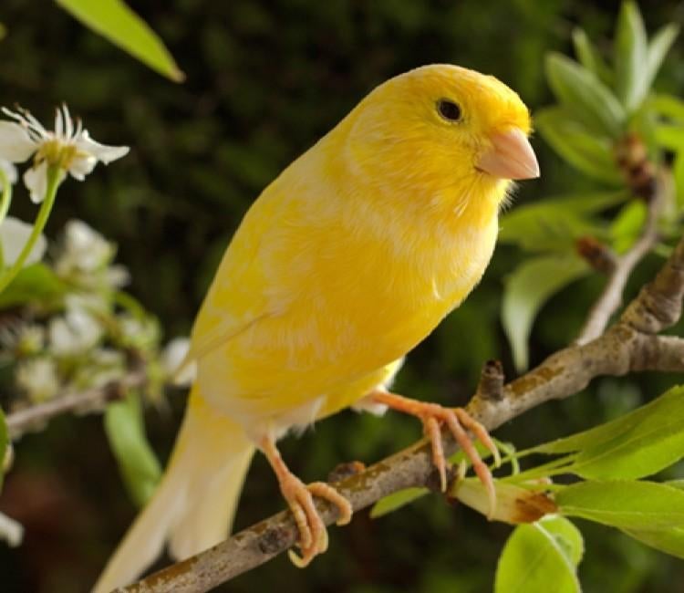Gezocht kanarie pop of man, Dieren en Toebehoren, Vogels | Kanaries