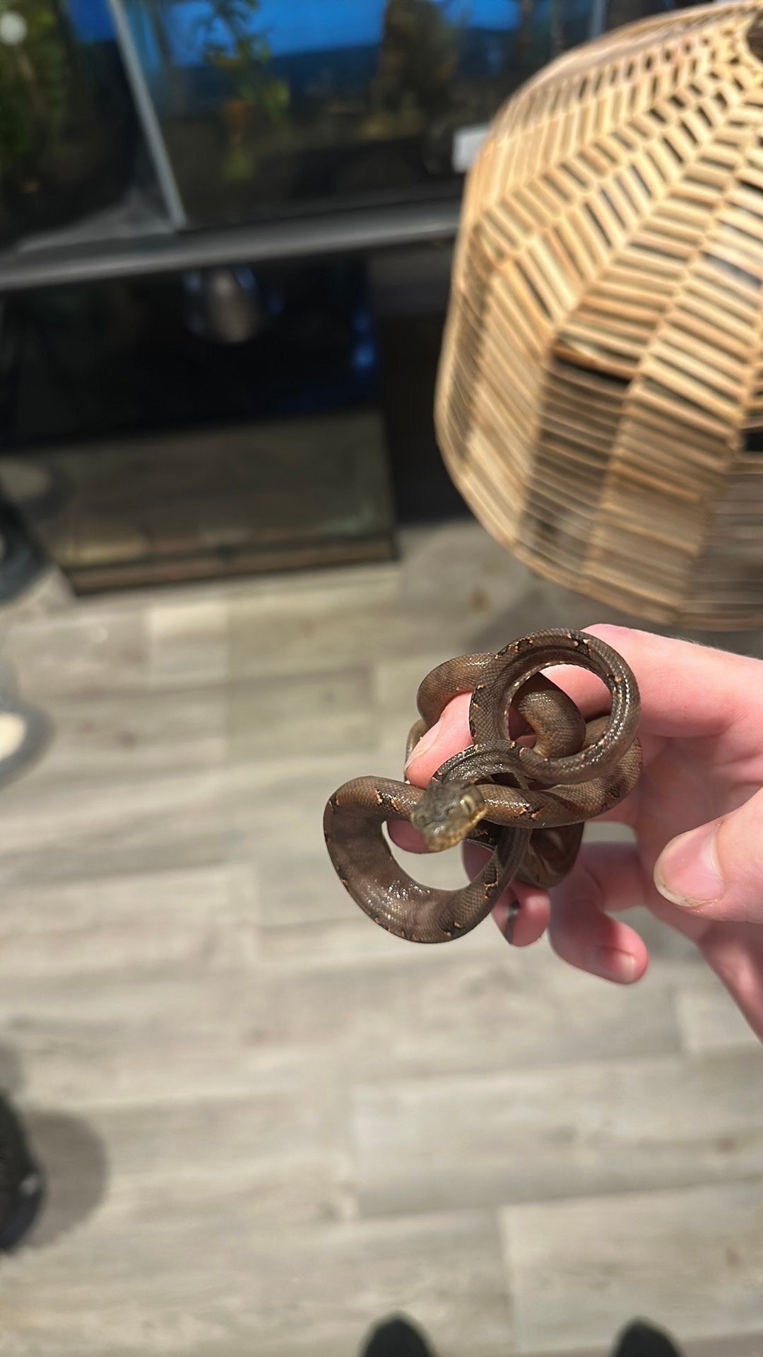 Tuin boa, Dieren en Toebehoren, Reptielen en Amfibieën
