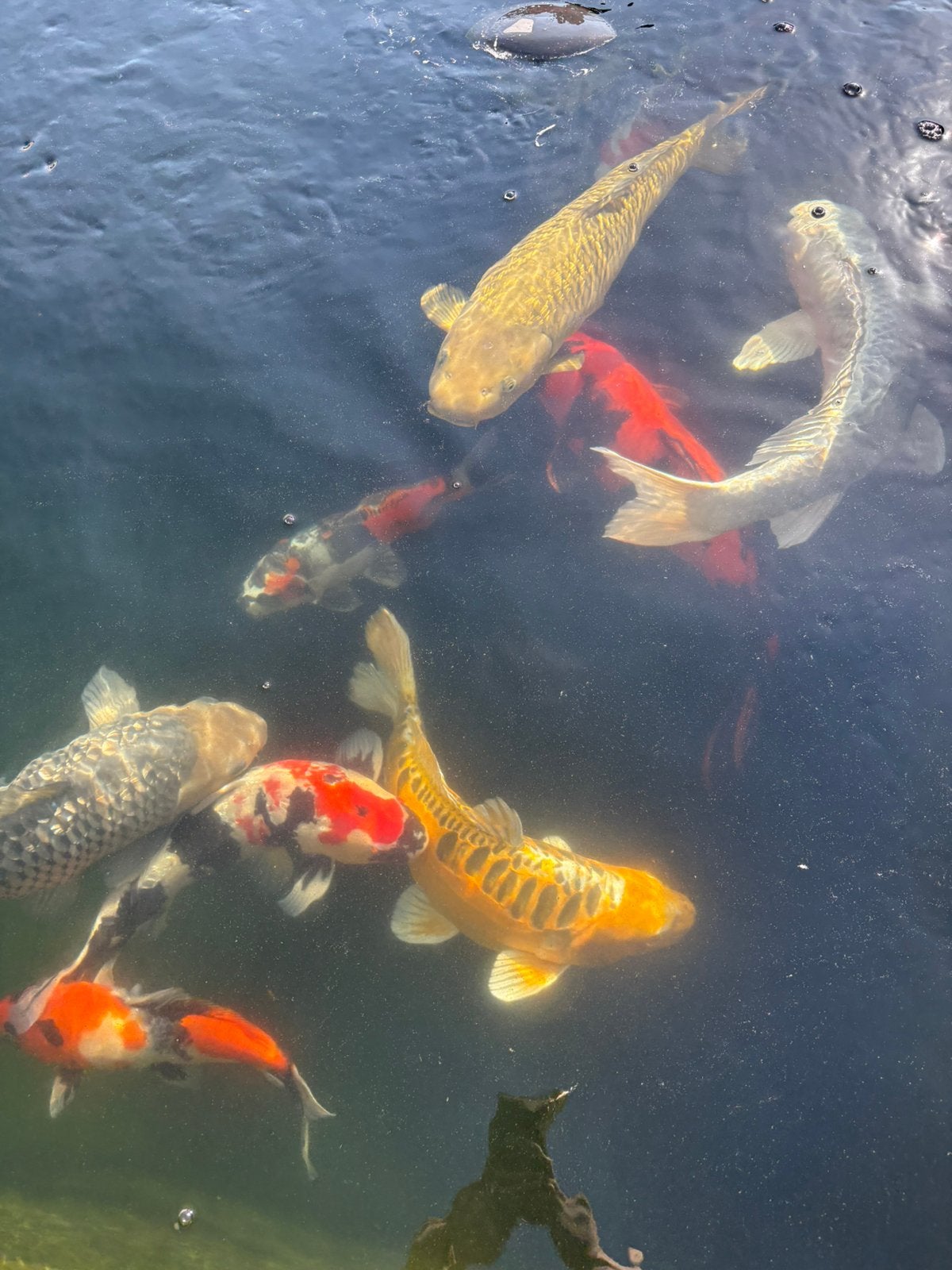Koi’s te koop, Karper of Koi