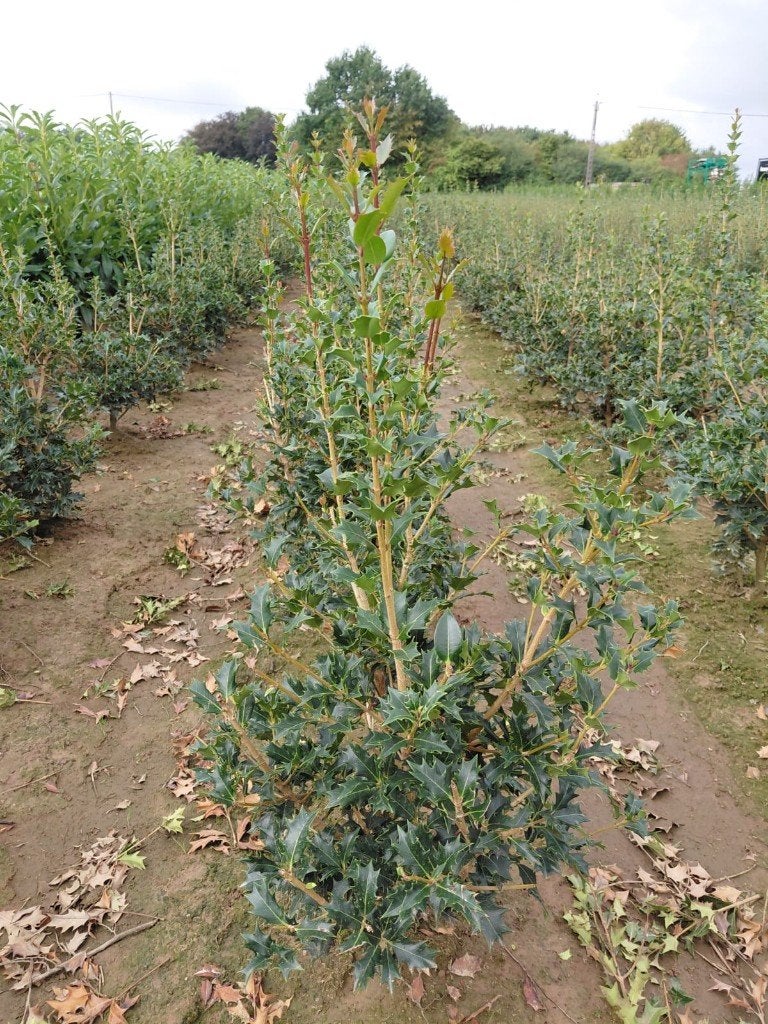 Osmanthus heterophyllus = schijnhulst, Enlèvement