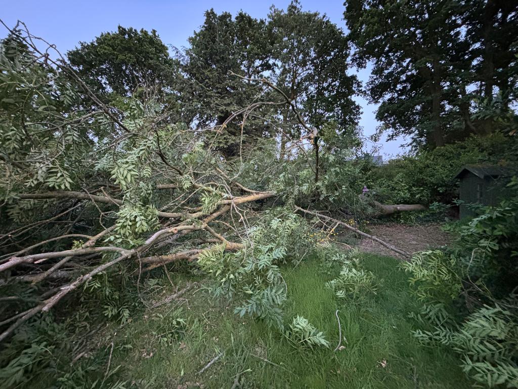 Brandhout, Tuin en Terras, Brandhout, Minder dan 3 m³, Ophalen, Essenhout, Stammen