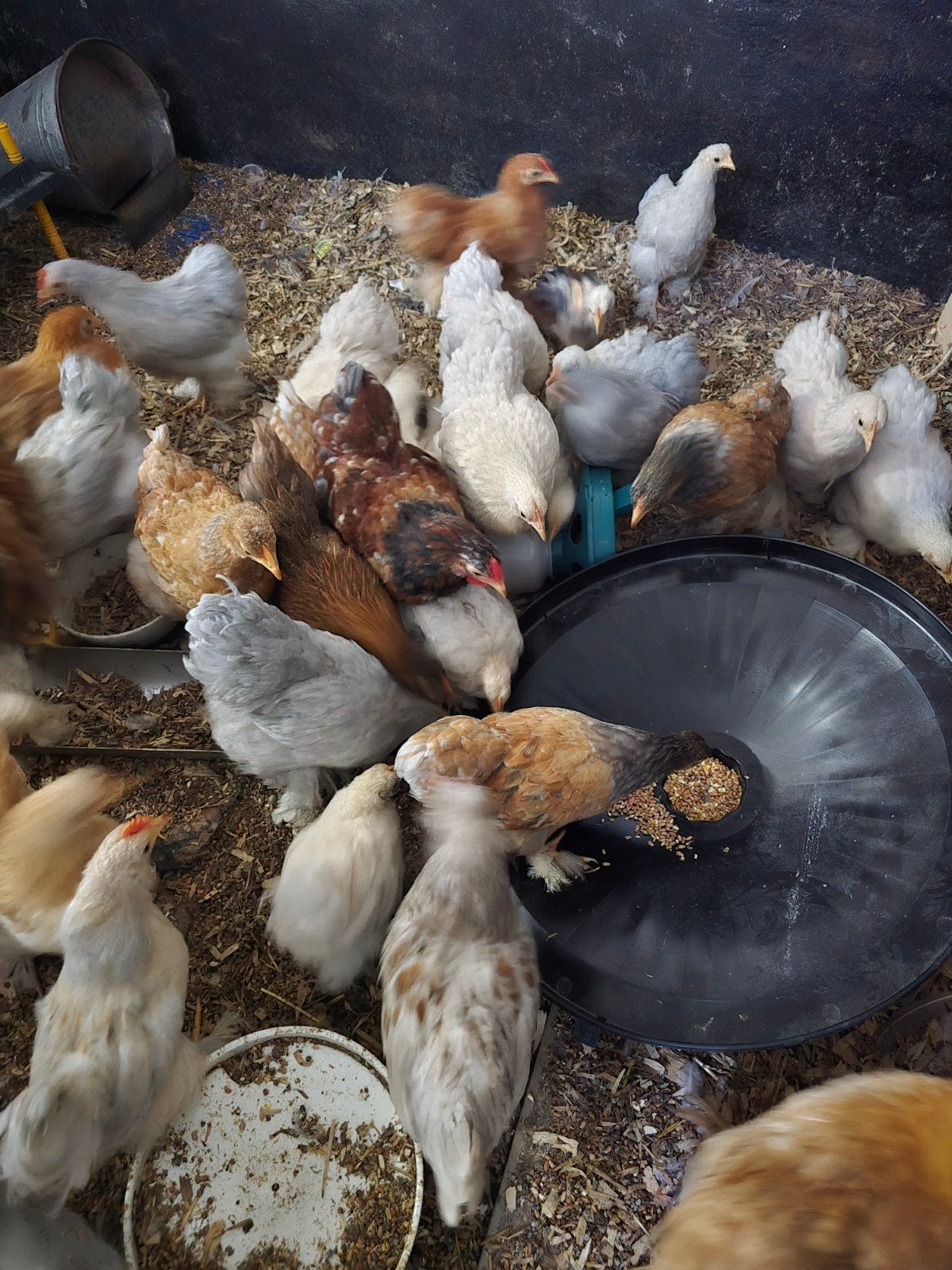 cochin krielen, Meerdere dieren, Kip
