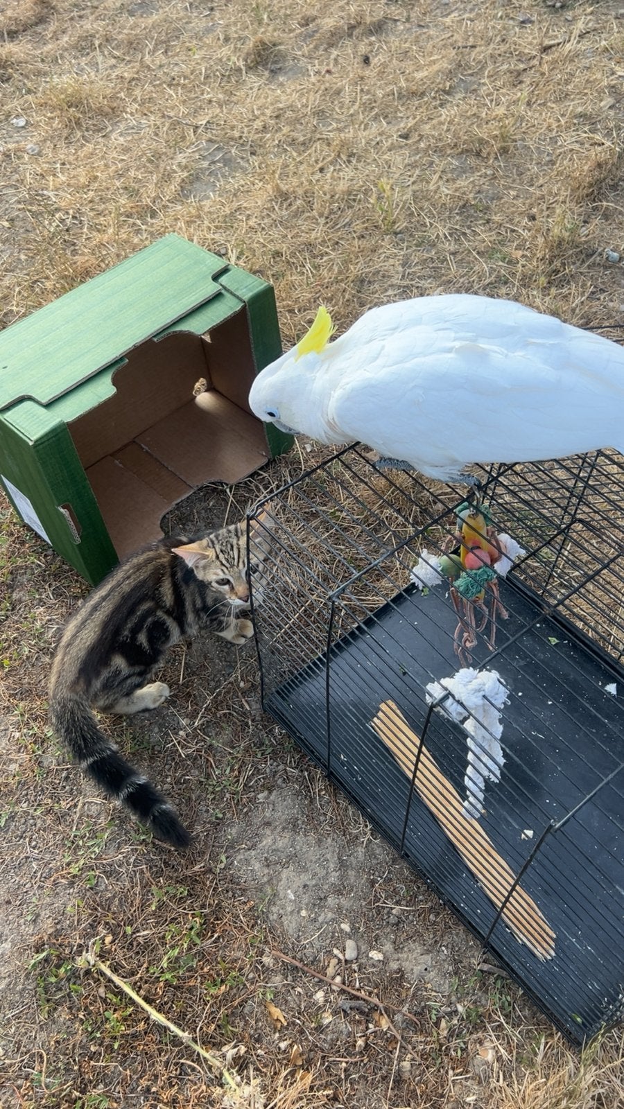 Cacatoès Blanc huppe jaune d’Australie Eleonora, Mâle
