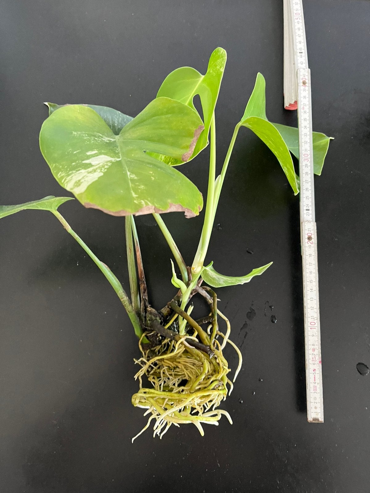 Goed gewortelde monstera variegata, Ophalen