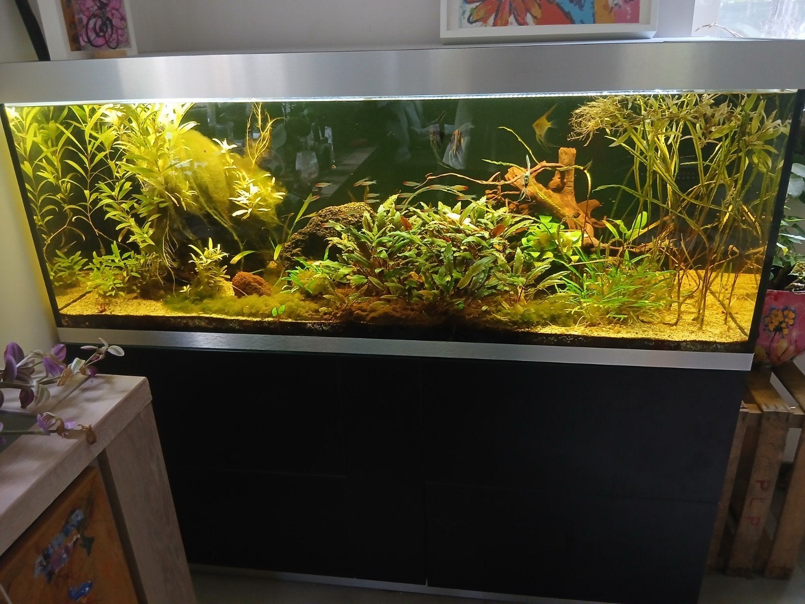 Aquarium Haut de Gamme OASE HighLine 600 (580L) + Matériel C, Enlèvement, Chauffage, Eheim