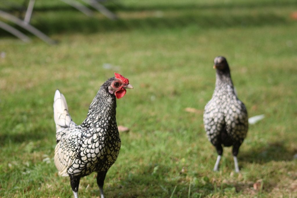 sebright, Plusieurs animaux, Poule ou poulet