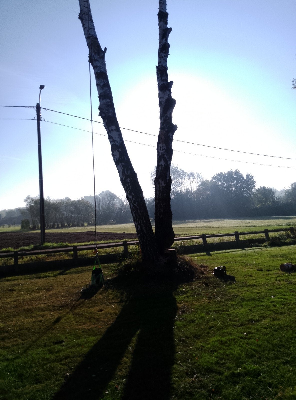 snoeien en kappen van bomen
