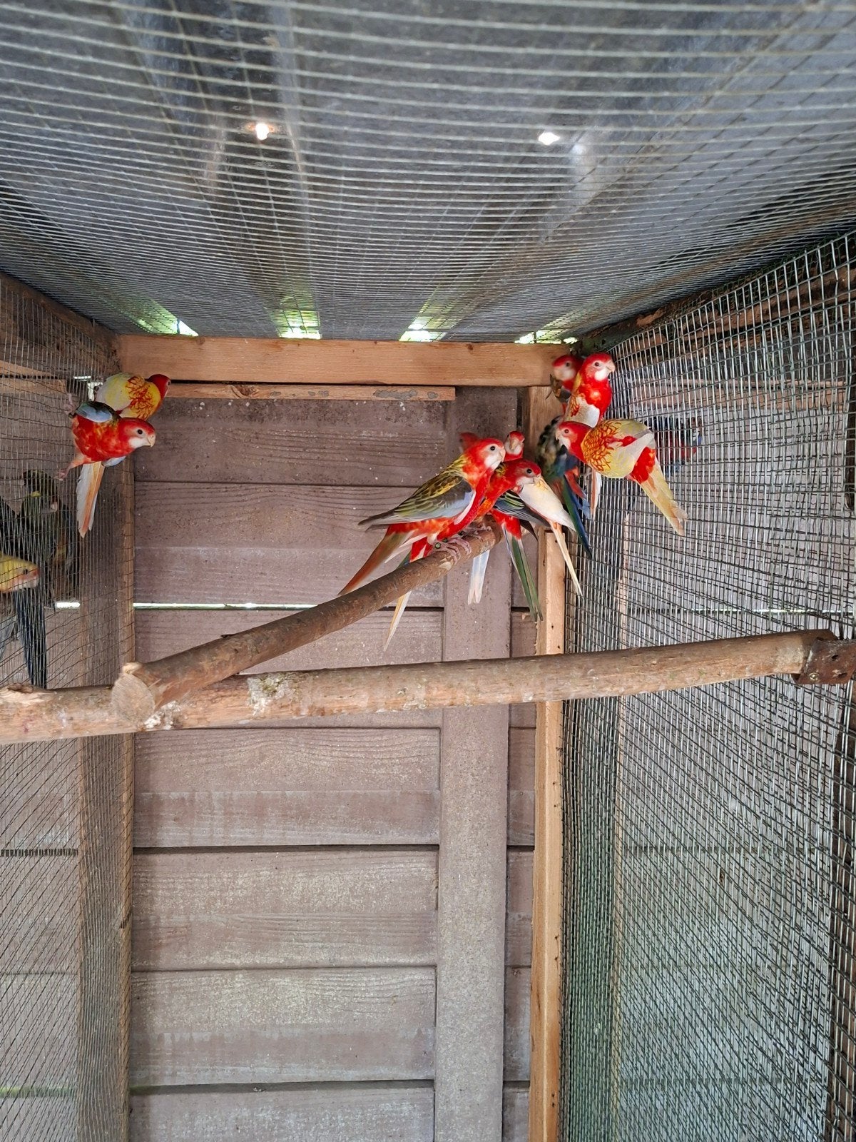 Rosella's en pennanten 2026, Bagué