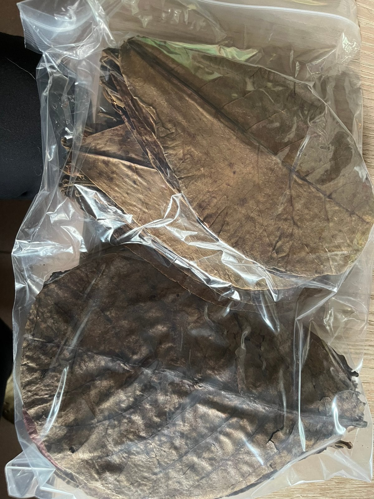 Catappa bladeren 20-25cm, Ophalen of Verzenden, Nieuw, Overige typen