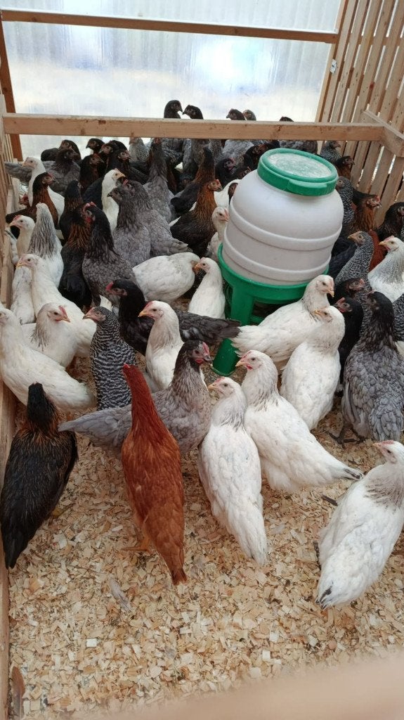 jeunes poules blanches Sussex & Livorgne blanc 0499/082381, Femelle, Poule ou poulet