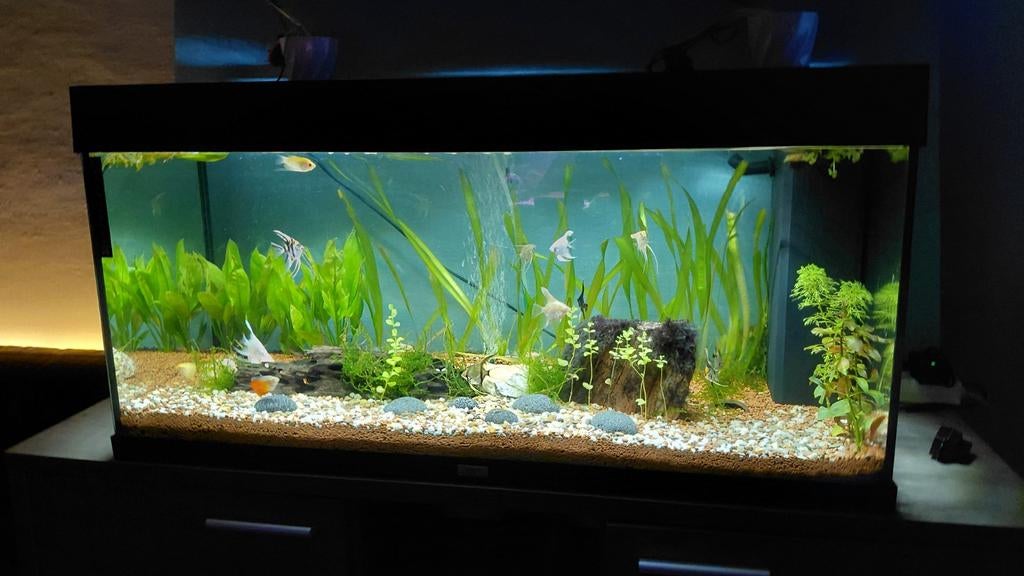 Alles wat u ziet krijg je  juwel rio 180 plus deco plus viss, Dieren en Toebehoren, Ophalen, Juwel