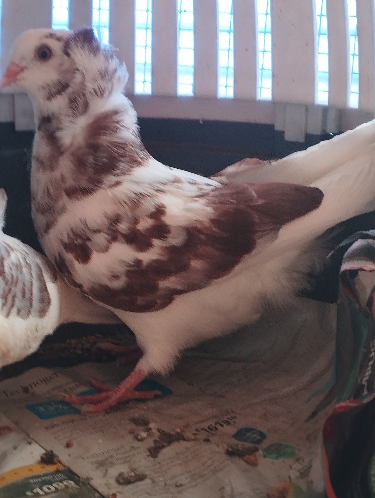 bonte kapucijnen, Dieren en Toebehoren