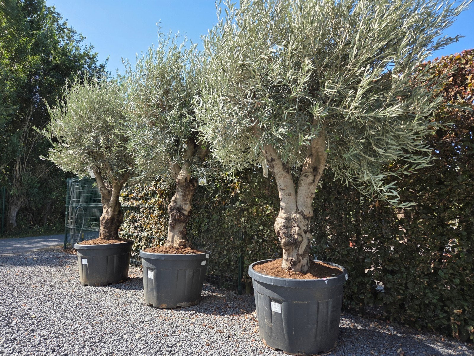 Olijfboom Olea Europaea - Nieuw binnen, Ophalen, Olijfboom