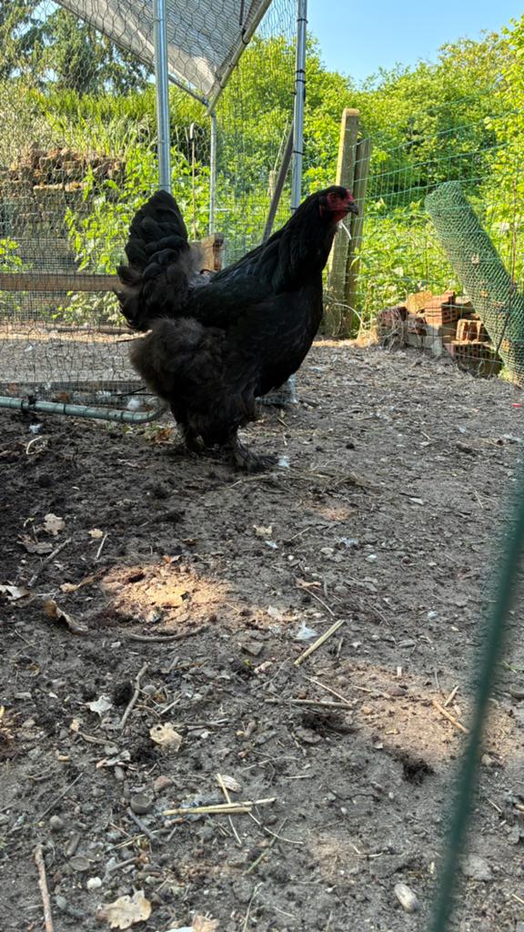 Brahma hen en haan te koop.