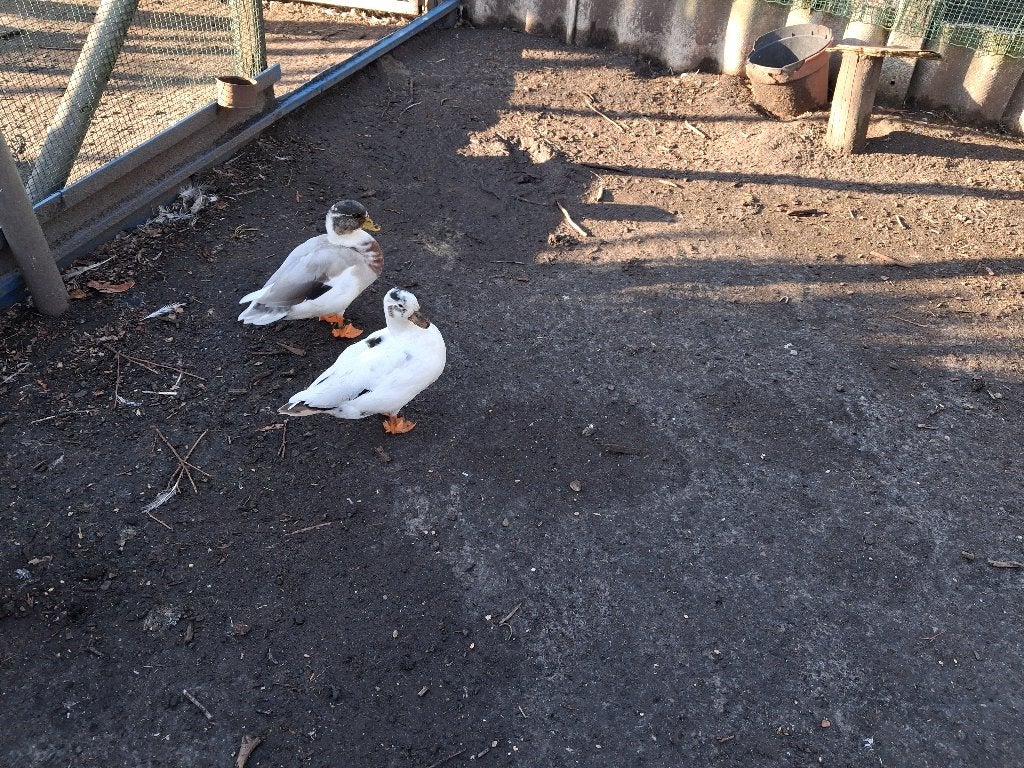 TE KOOP:KWAKERS, Dieren en Toebehoren, Meerdere dieren, Eend