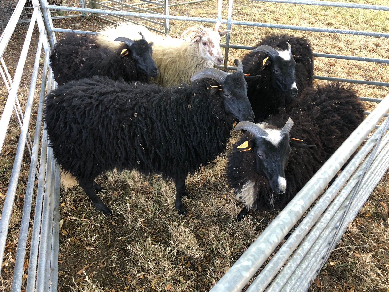 Drentse heideschapen ooilammeren, Vrouwelijk, Schaap, 0 tot 2 jaar