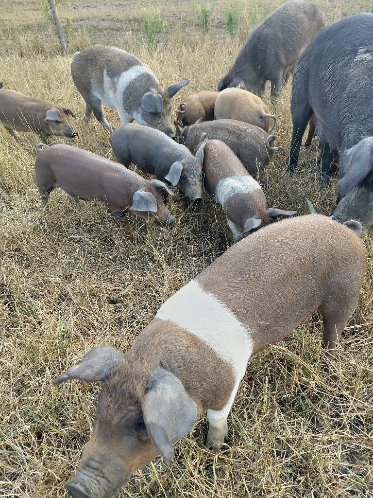 Biggen, Dieren en Toebehoren, Schapen, Geiten en Varkens, Meerdere dieren, Varken, 0 tot 2 jaar